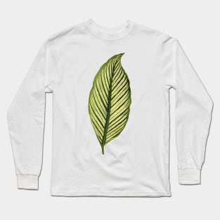 Calathea elliptica Vittata Long Sleeve T-Shirt